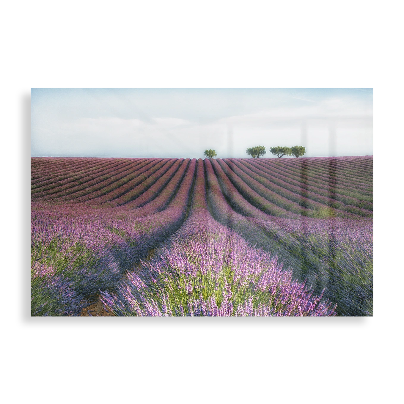 Lavender field