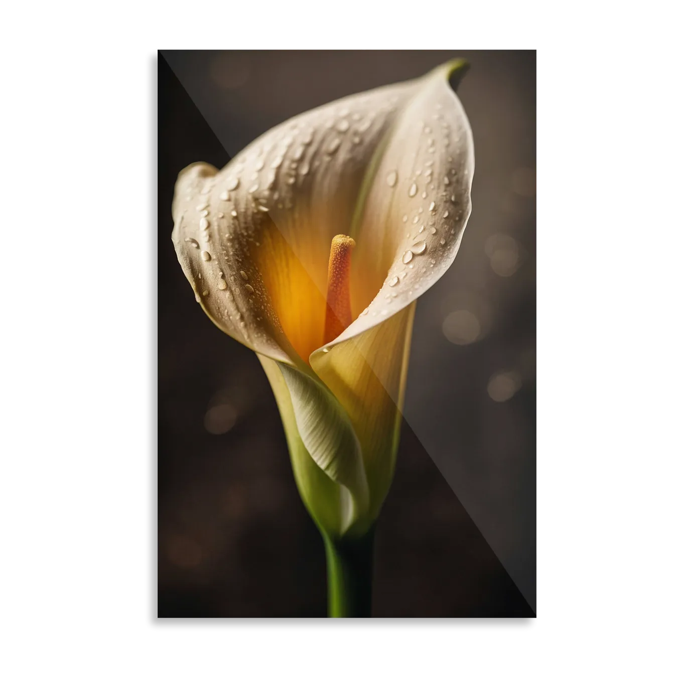 Lily