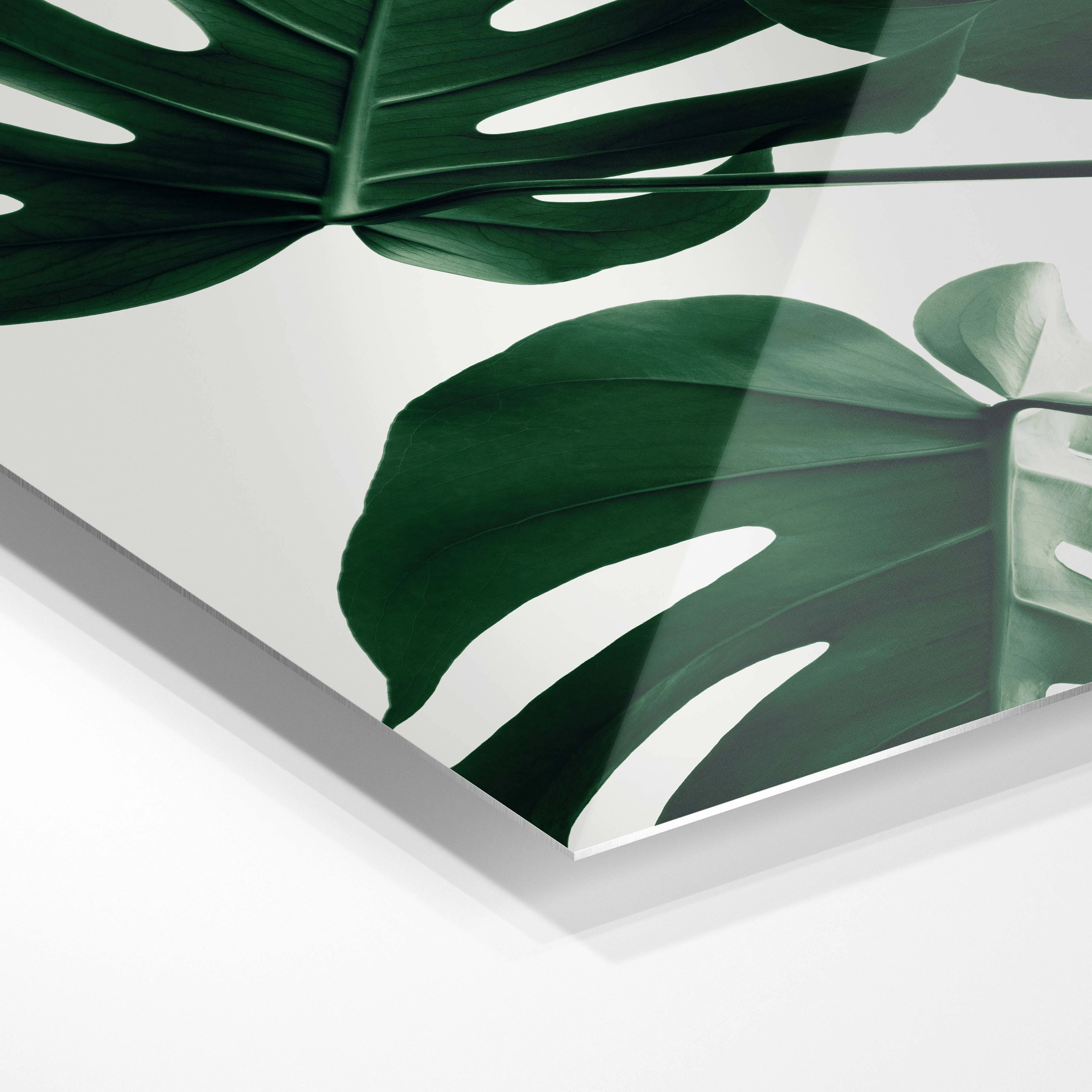 Monstera leaves
