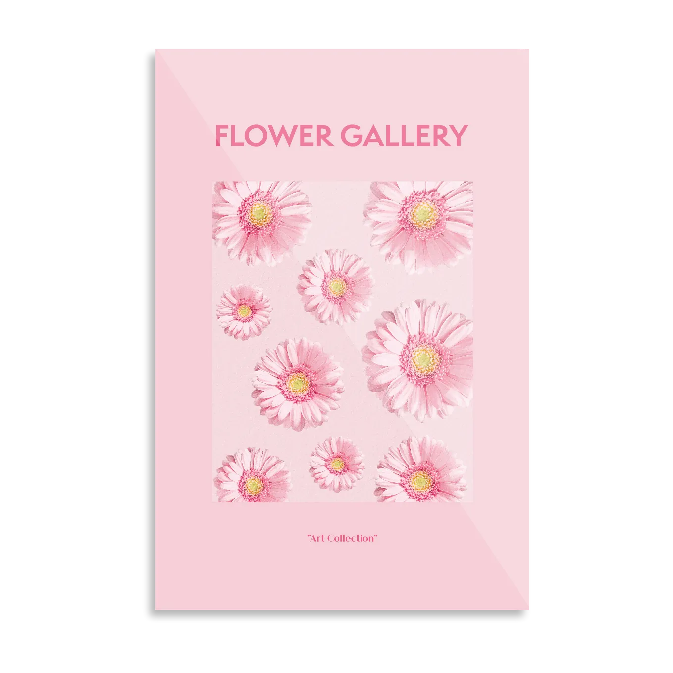 Pink African gerbera