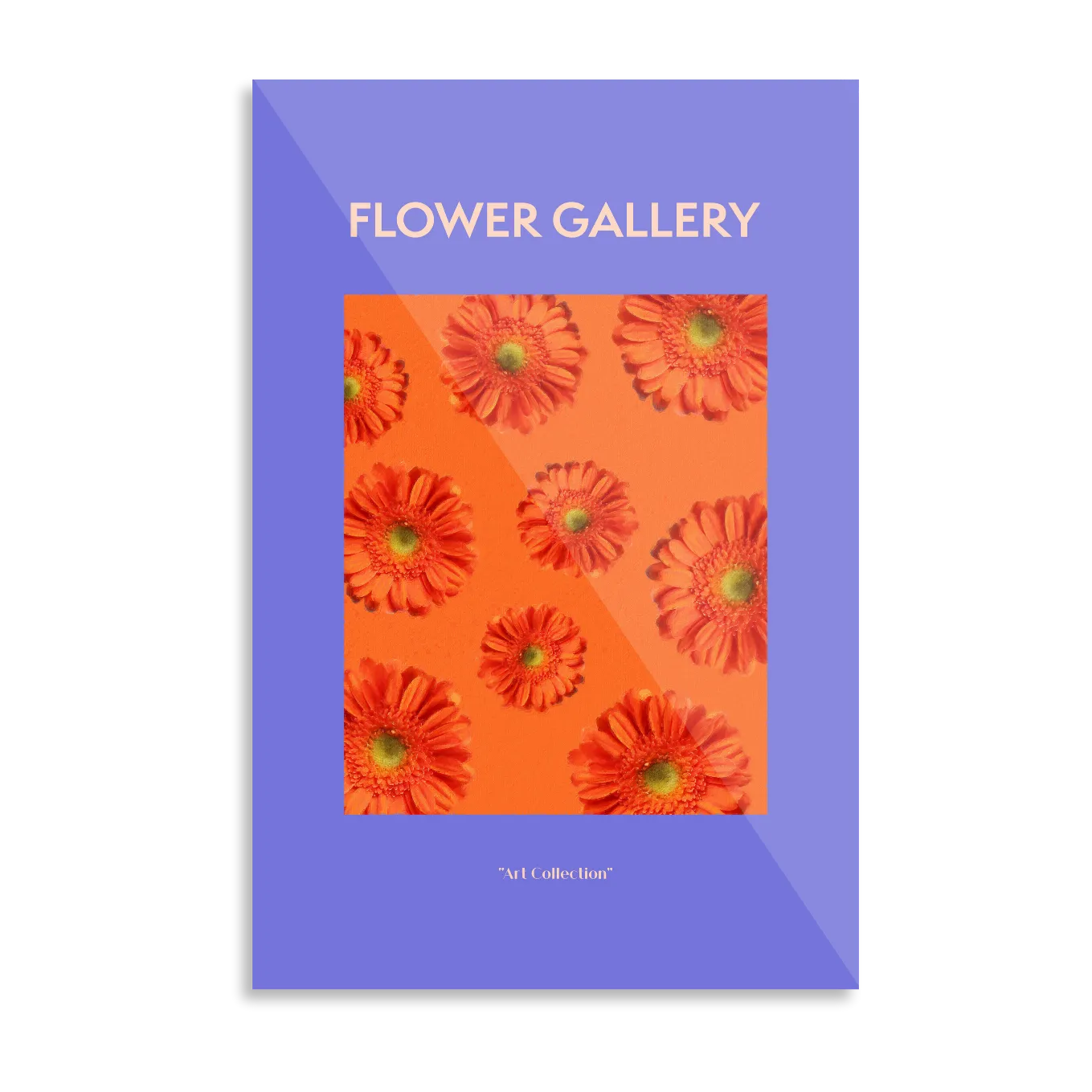 Orange African gerbera