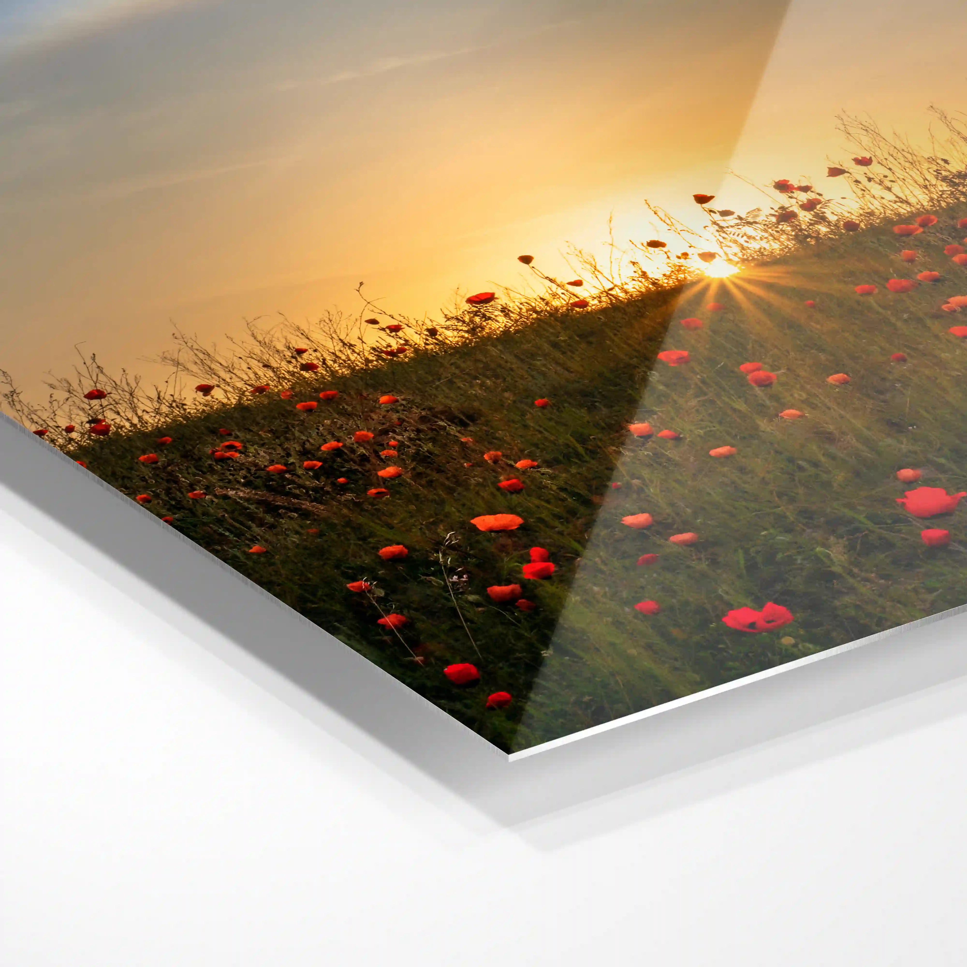 Beautiful meadow of poppies