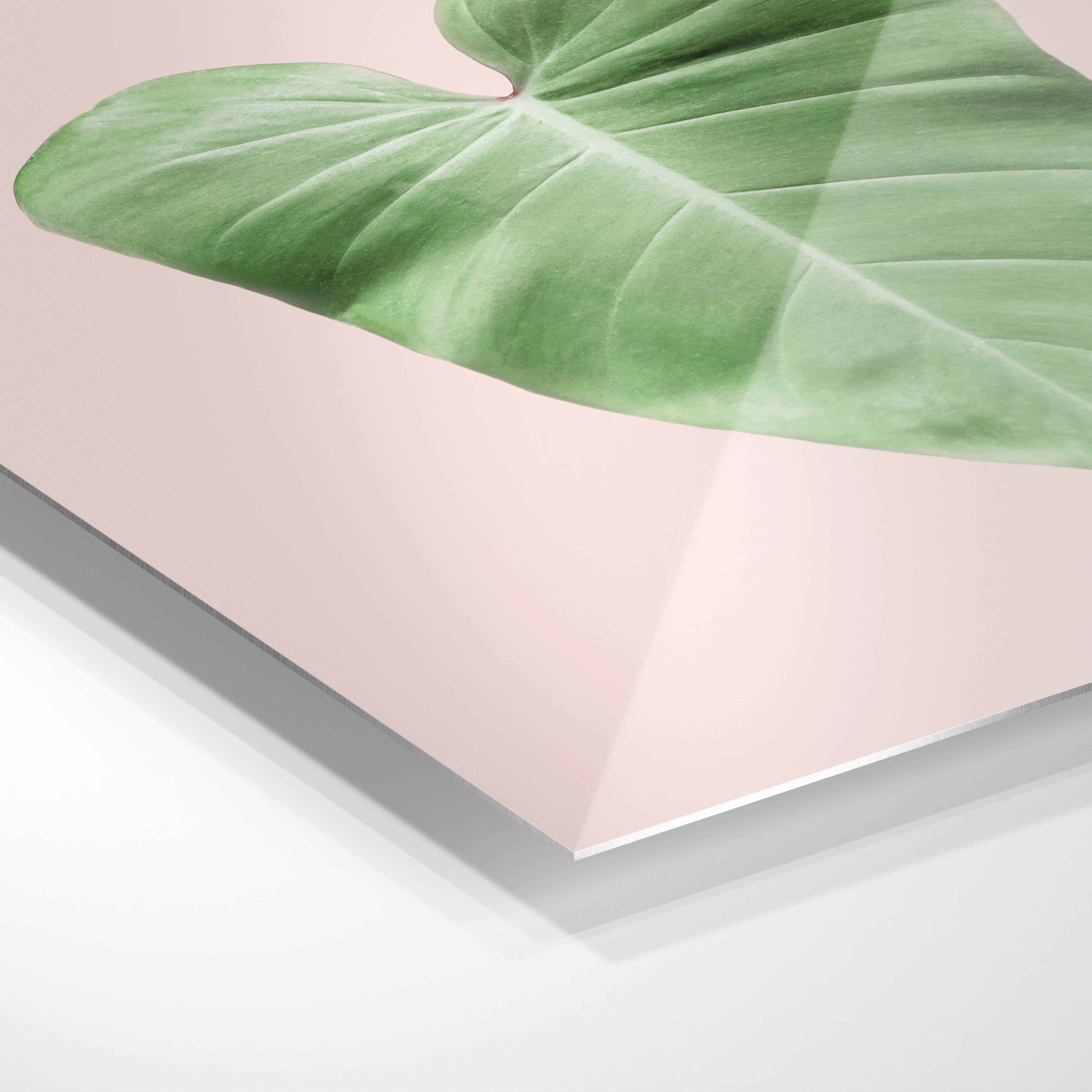 Philodendron leaf