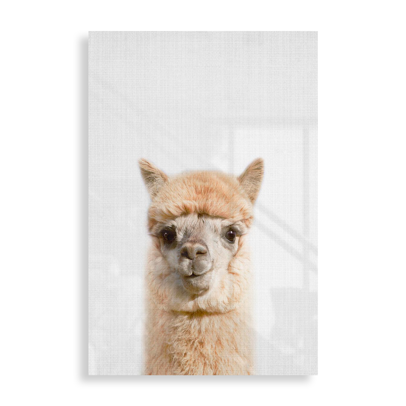 Sød alpaca