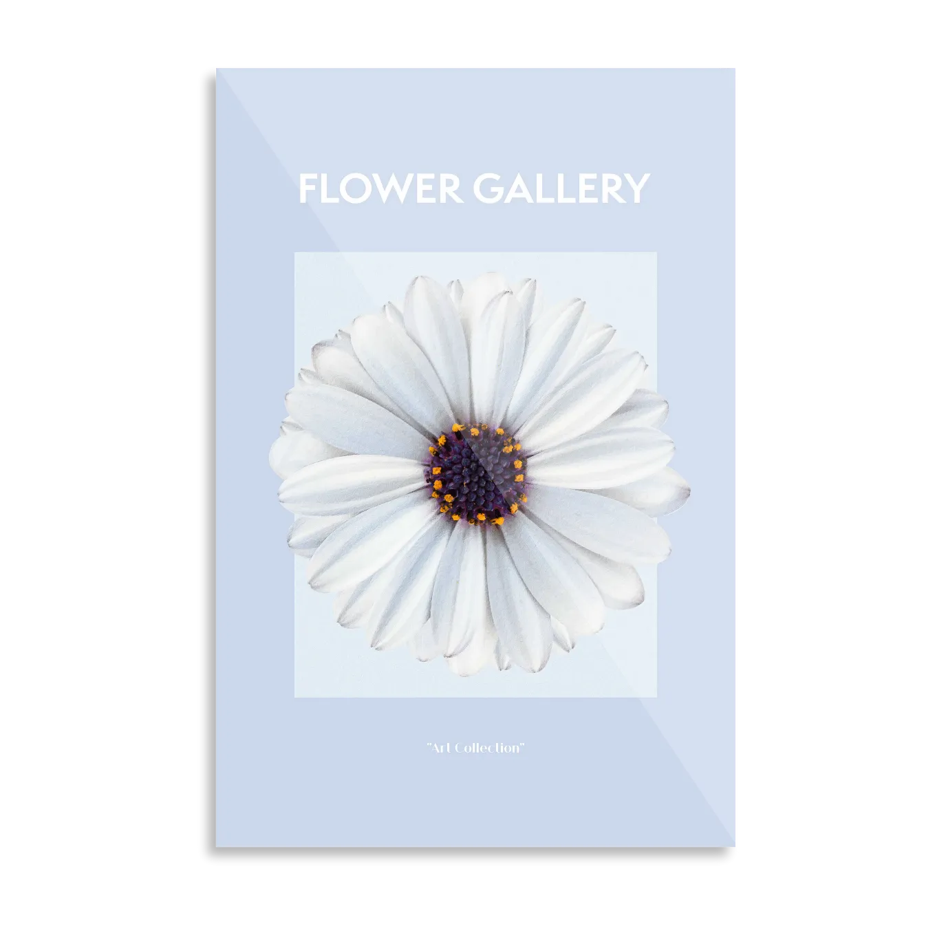 White marigold