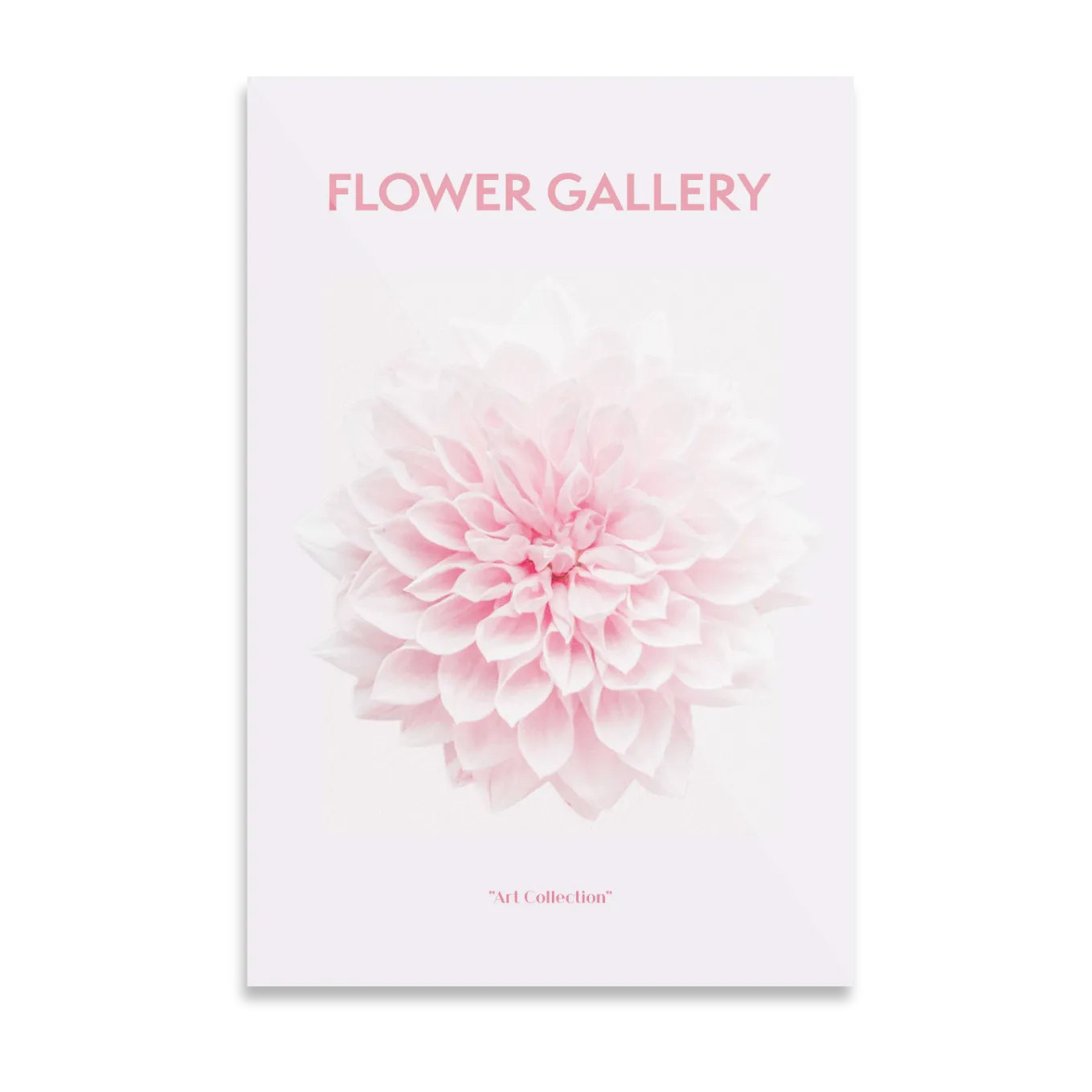 Pink chrysanthemum