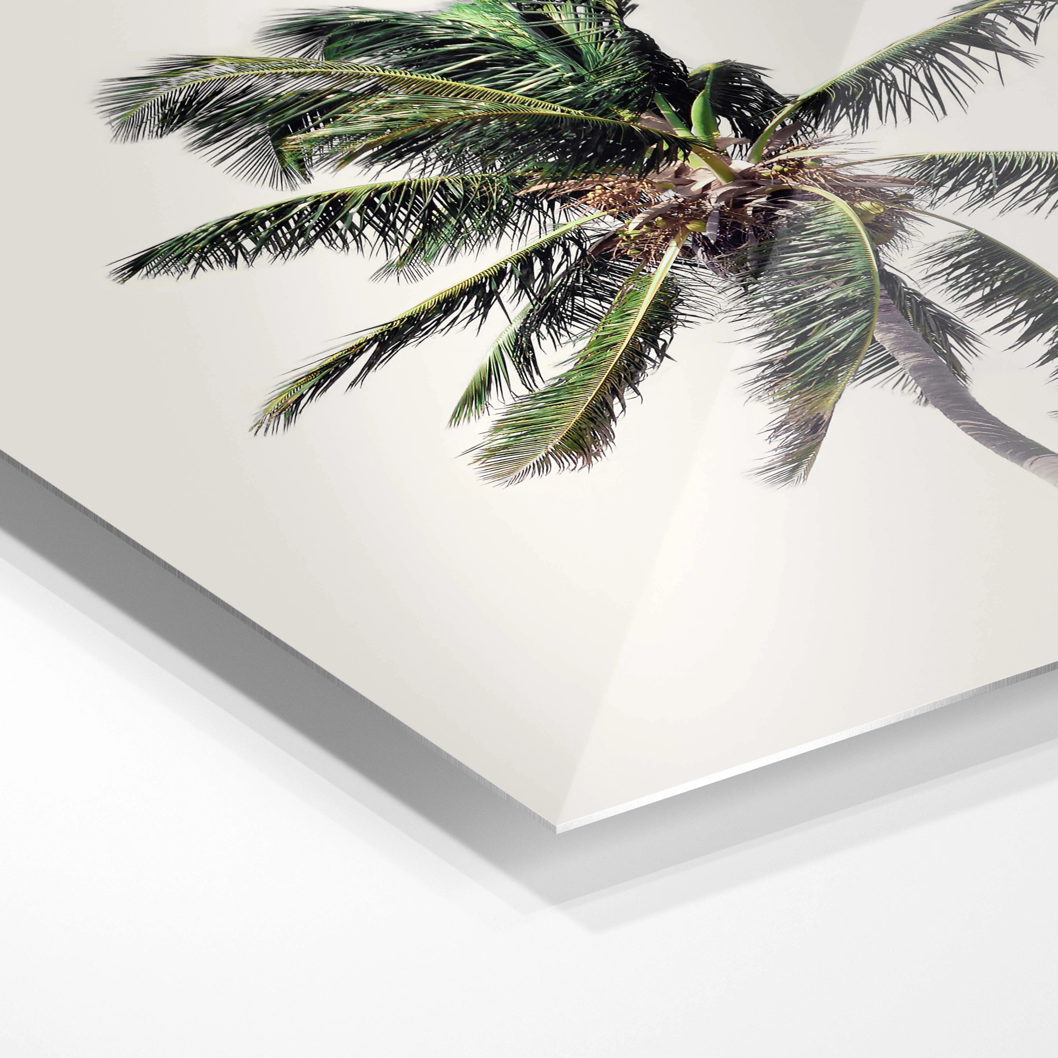 Palm Tree