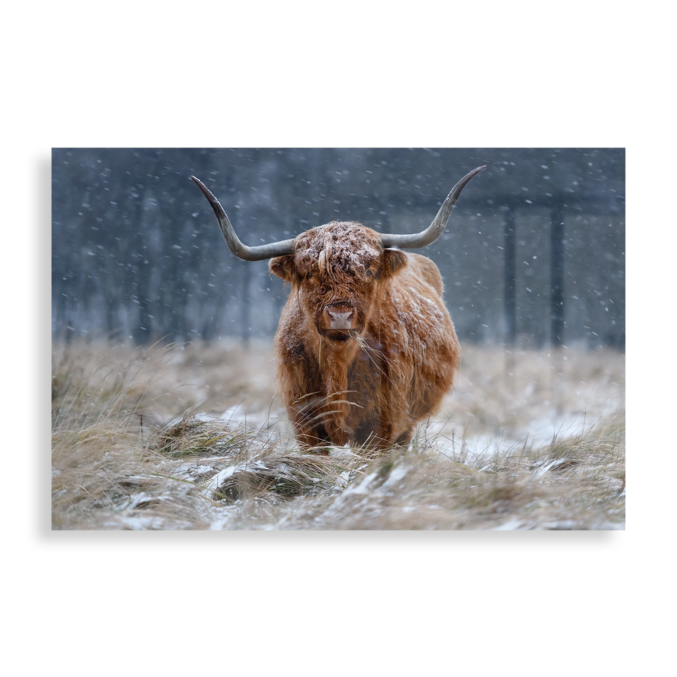 Snowy Highland cow