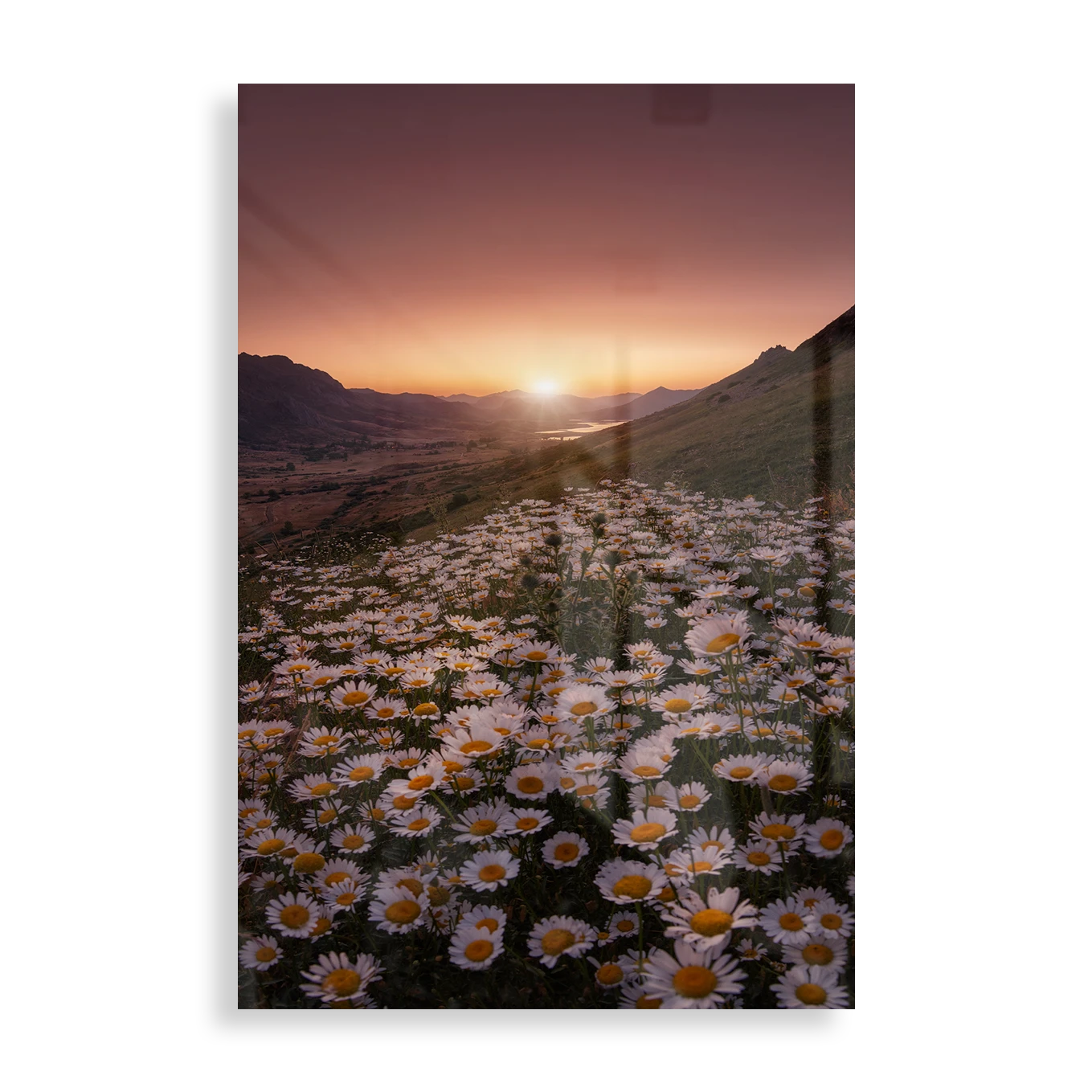 Meadow of daisies