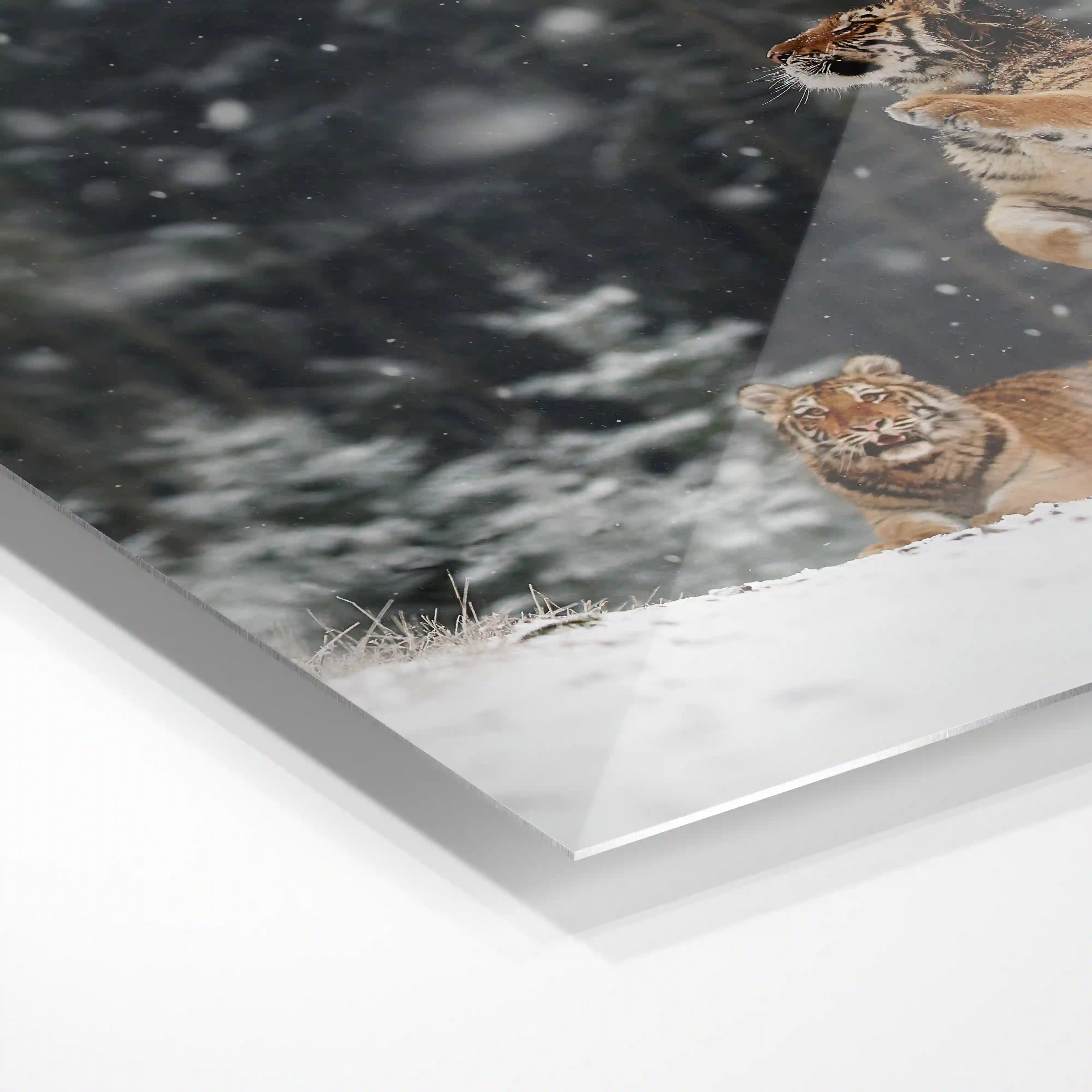 Siberian tigers playing