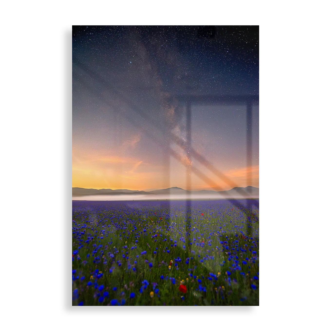 Blue flower meadow
