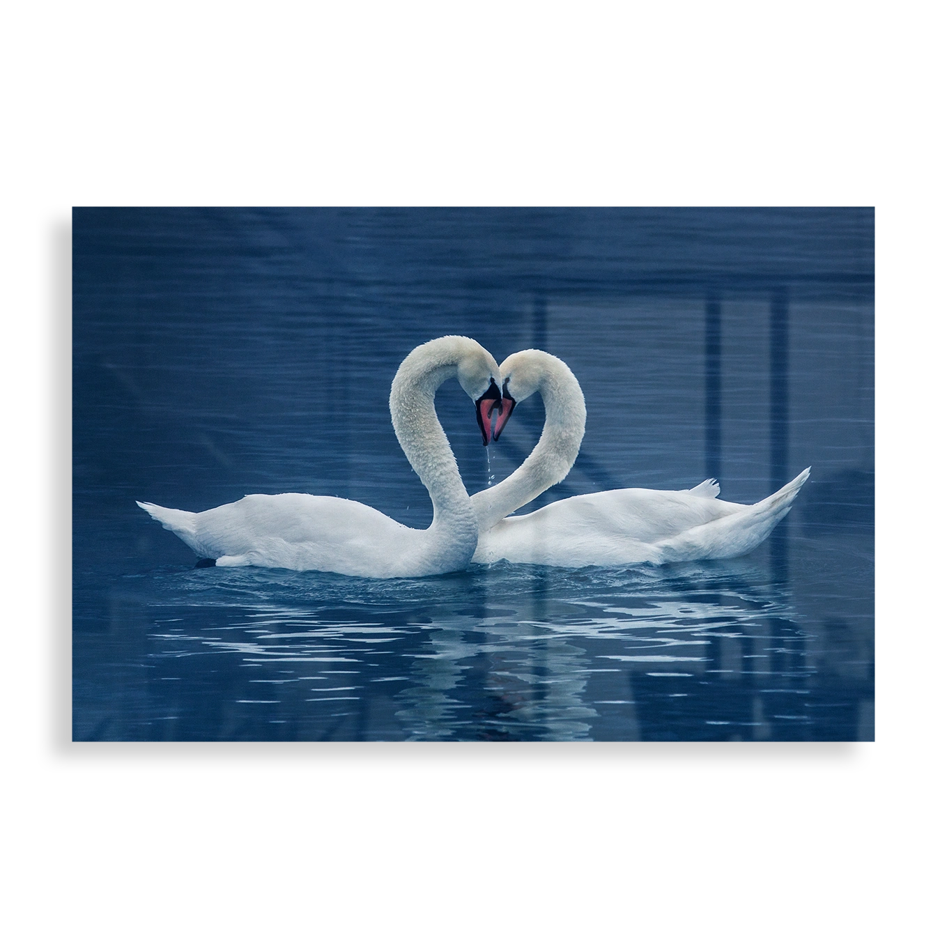 Swan couple