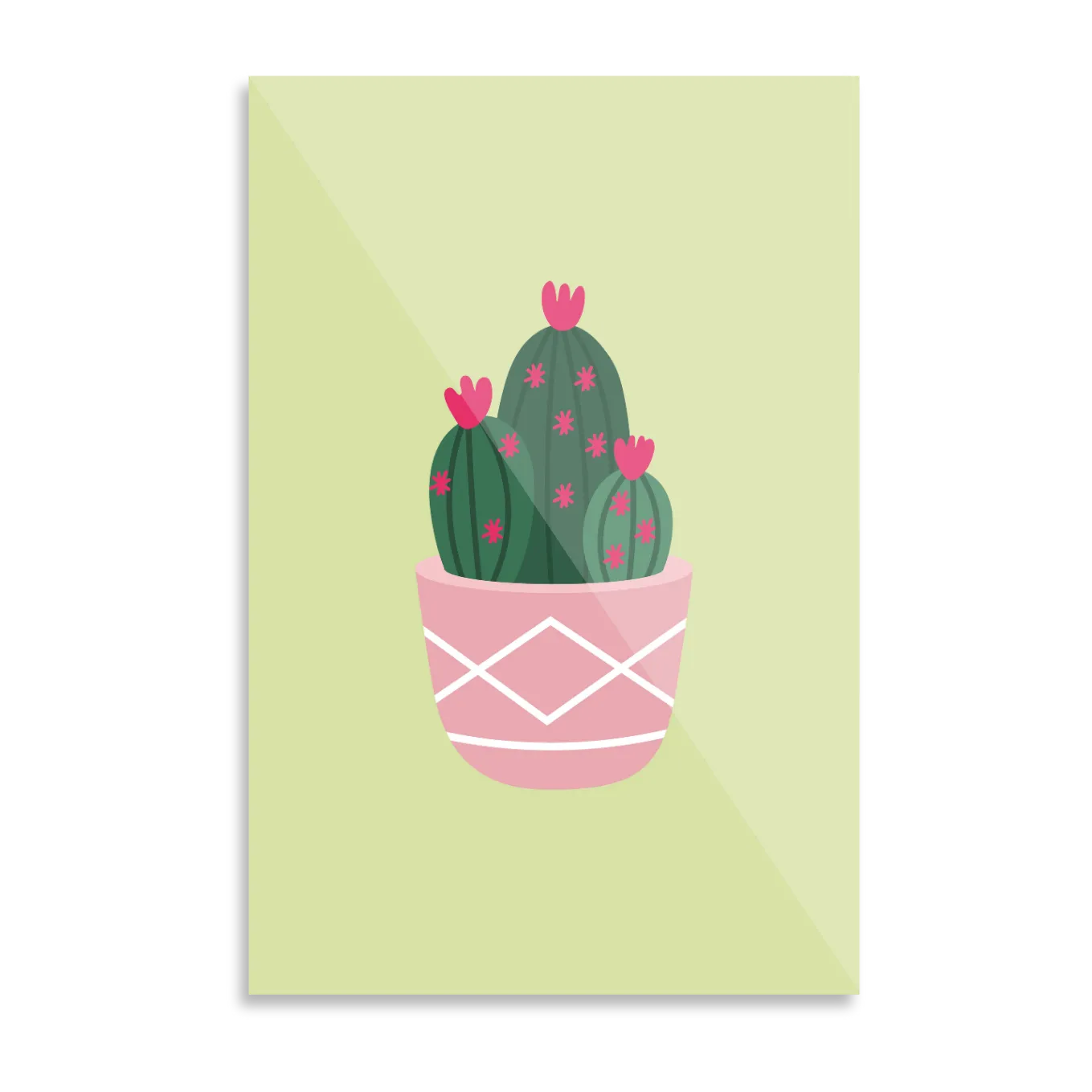 Cactus plant in pot 1