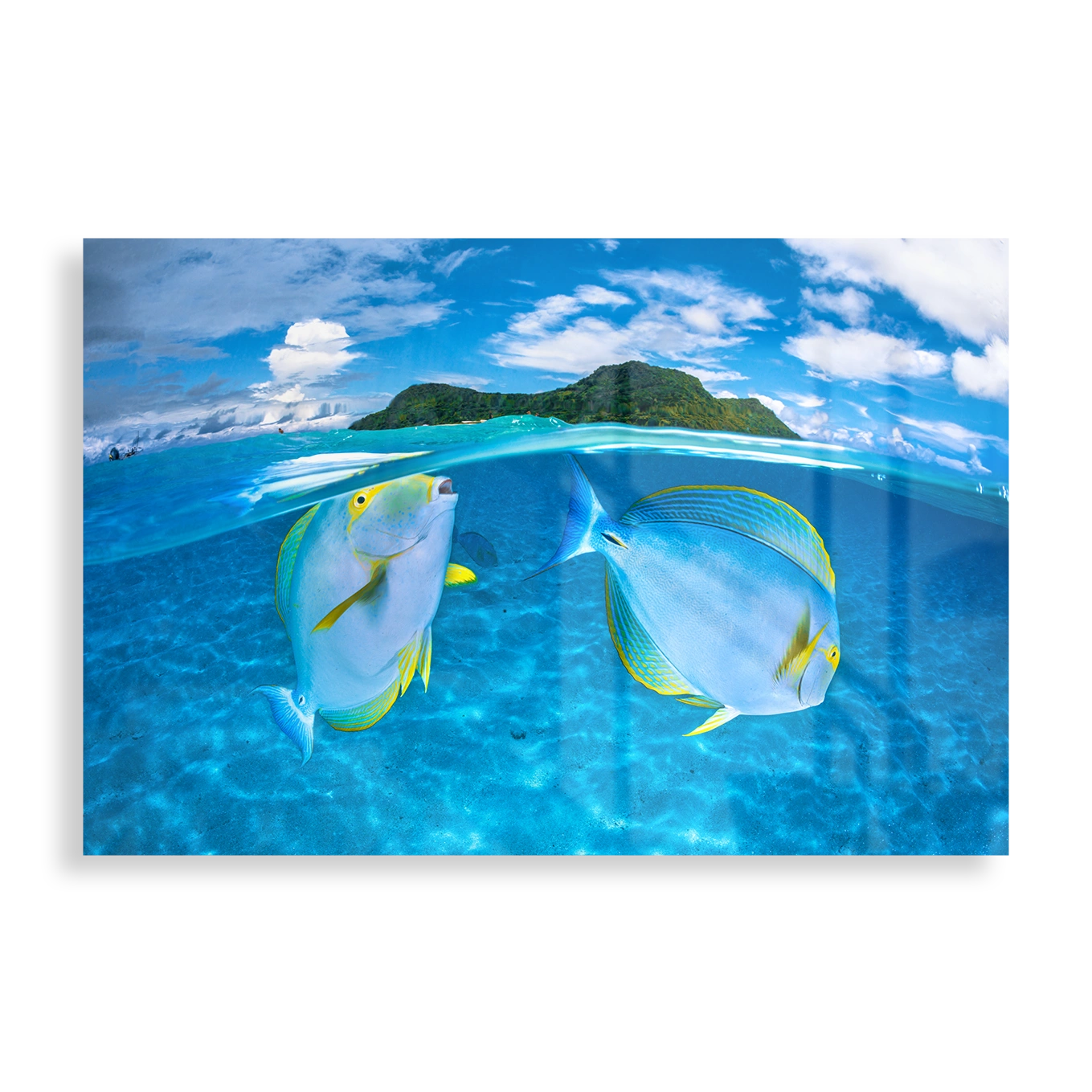 Surgeonfish underwater