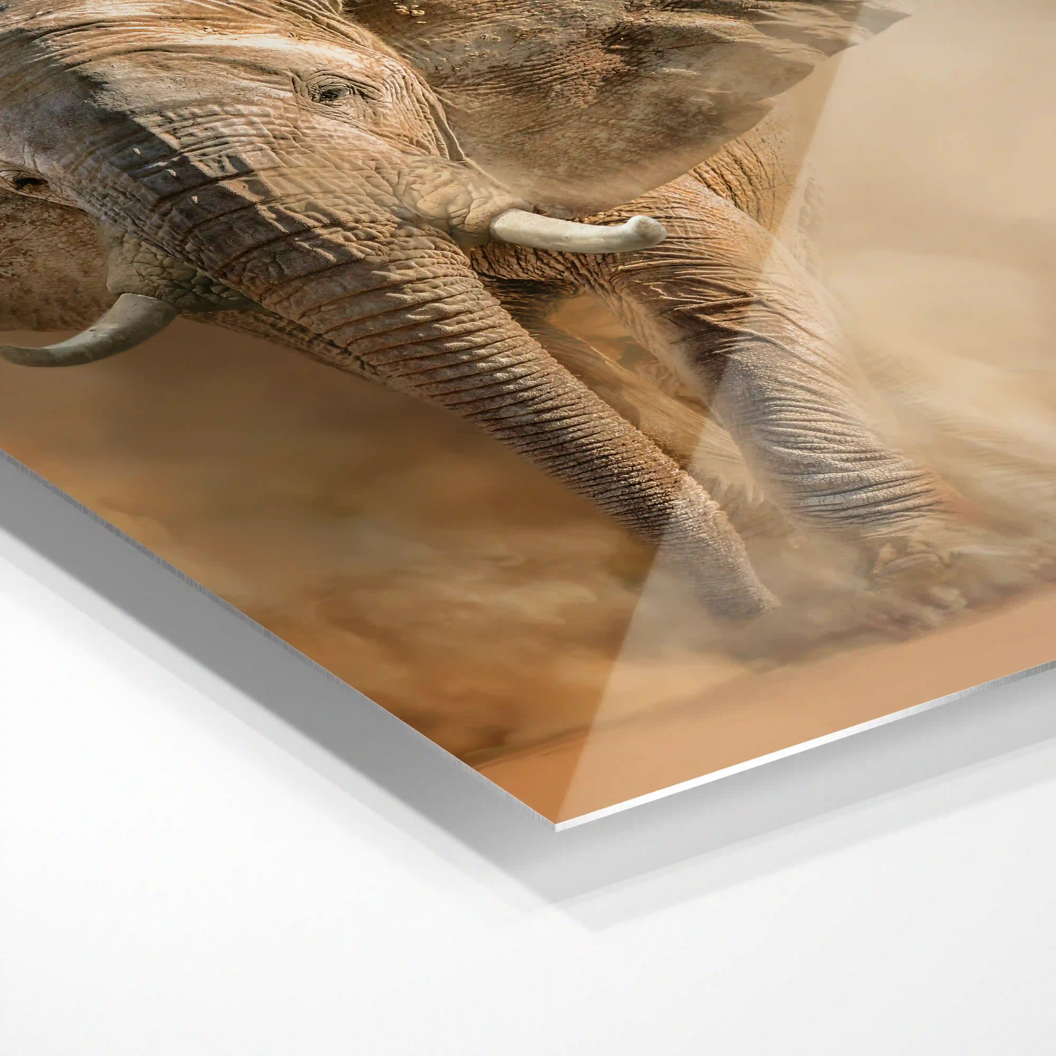 Elephant in the desert