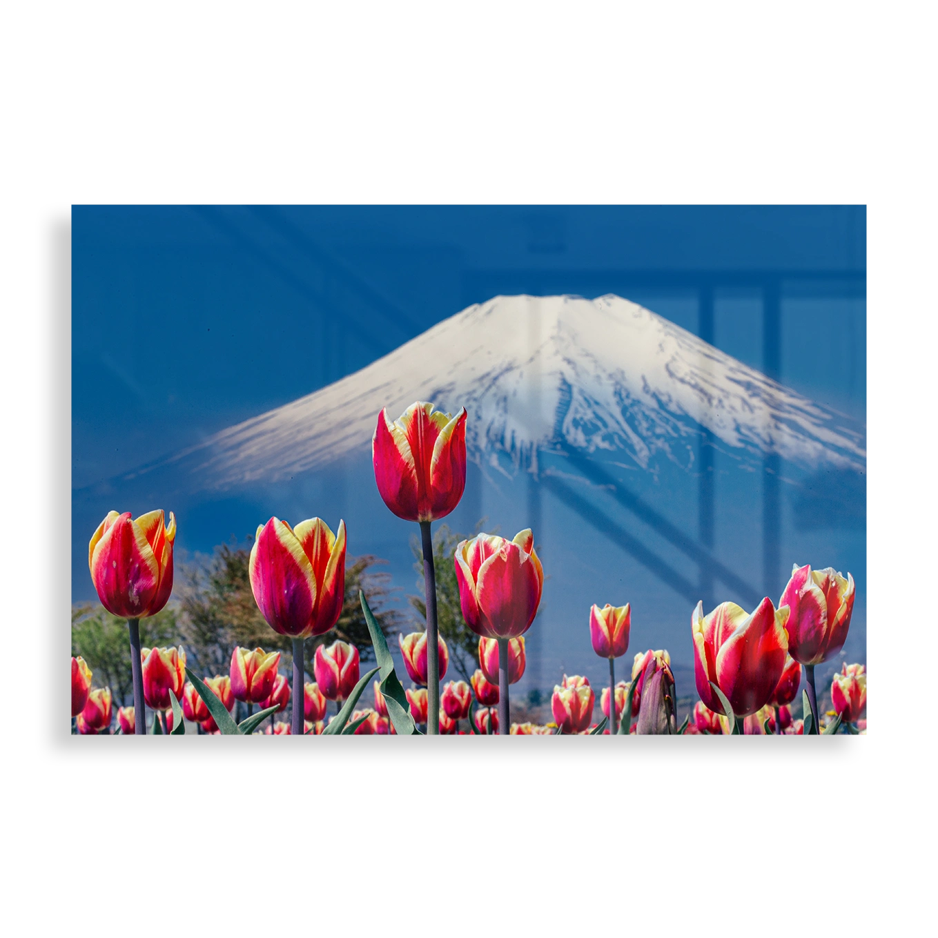Tulips and Mount Fuji