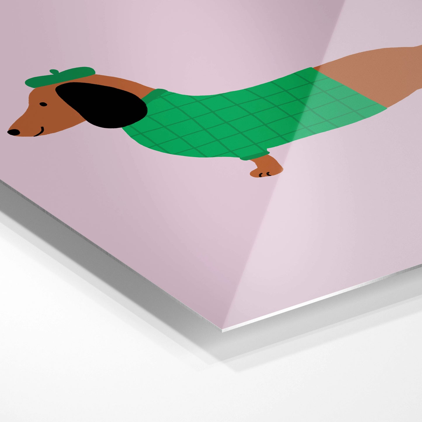 Dressed up Dachshund