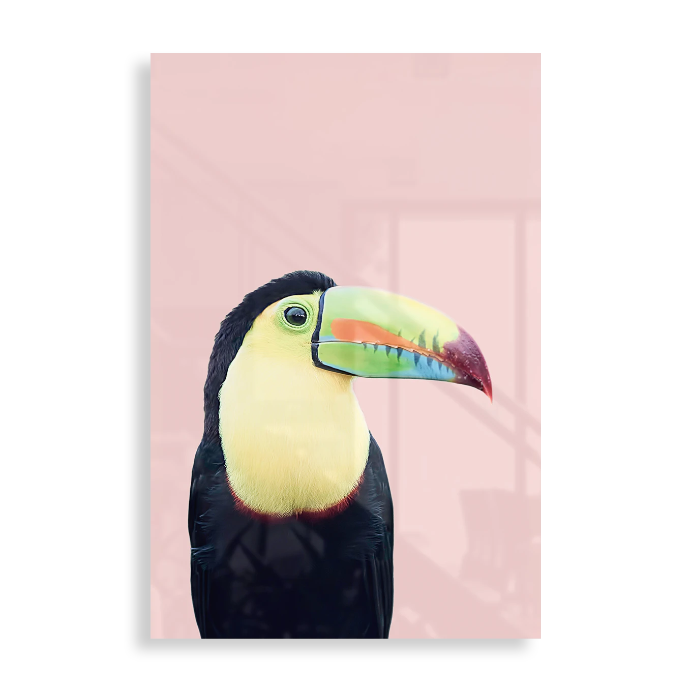 Colorful Toucan