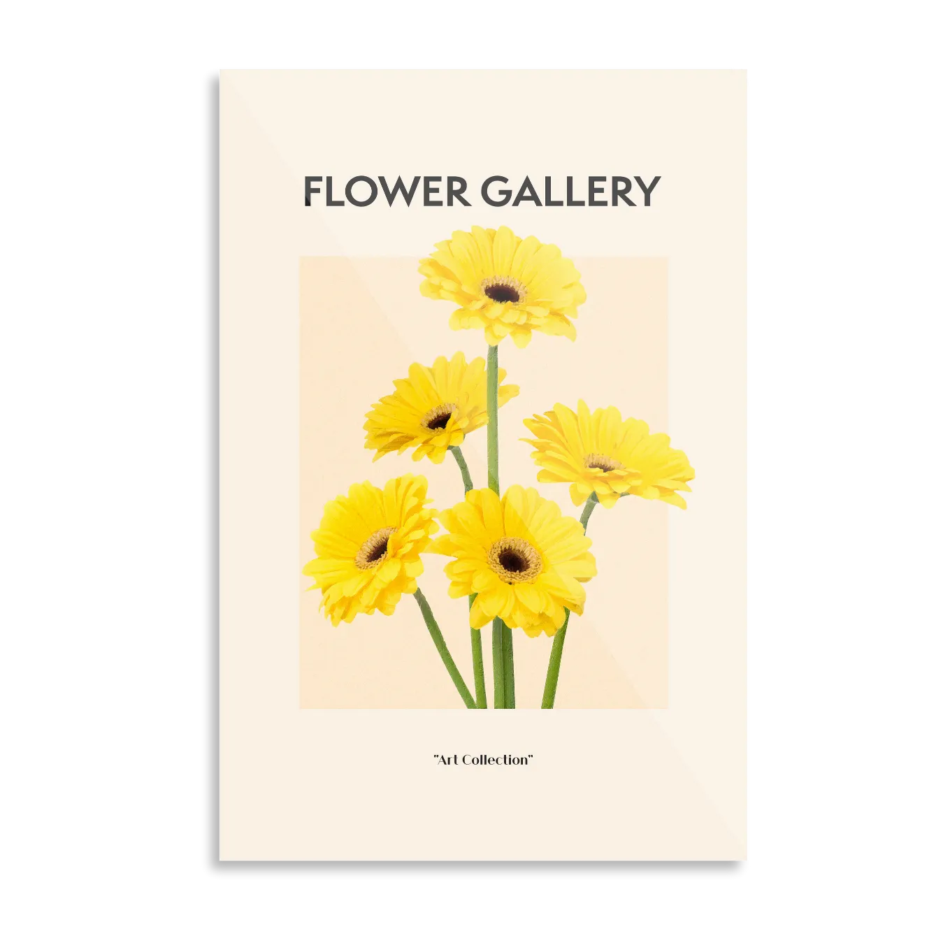Yellow African gerbera