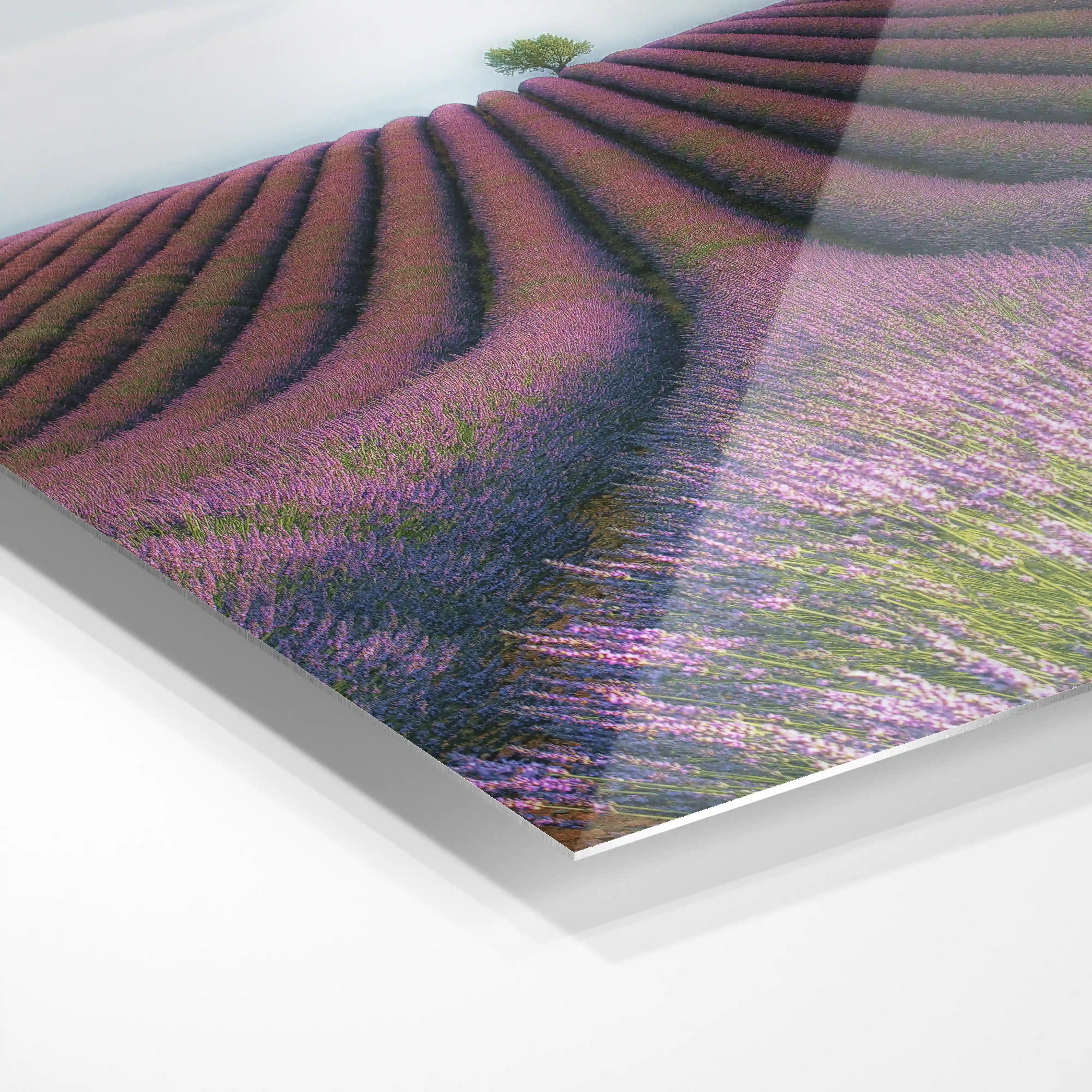 Lavender field