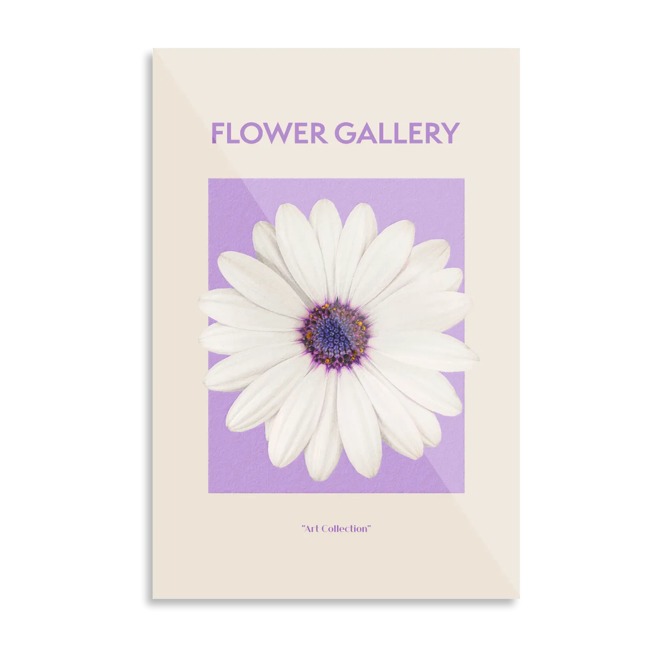 Hvid spansk marguerit