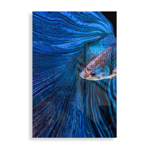 Blue Bettafish