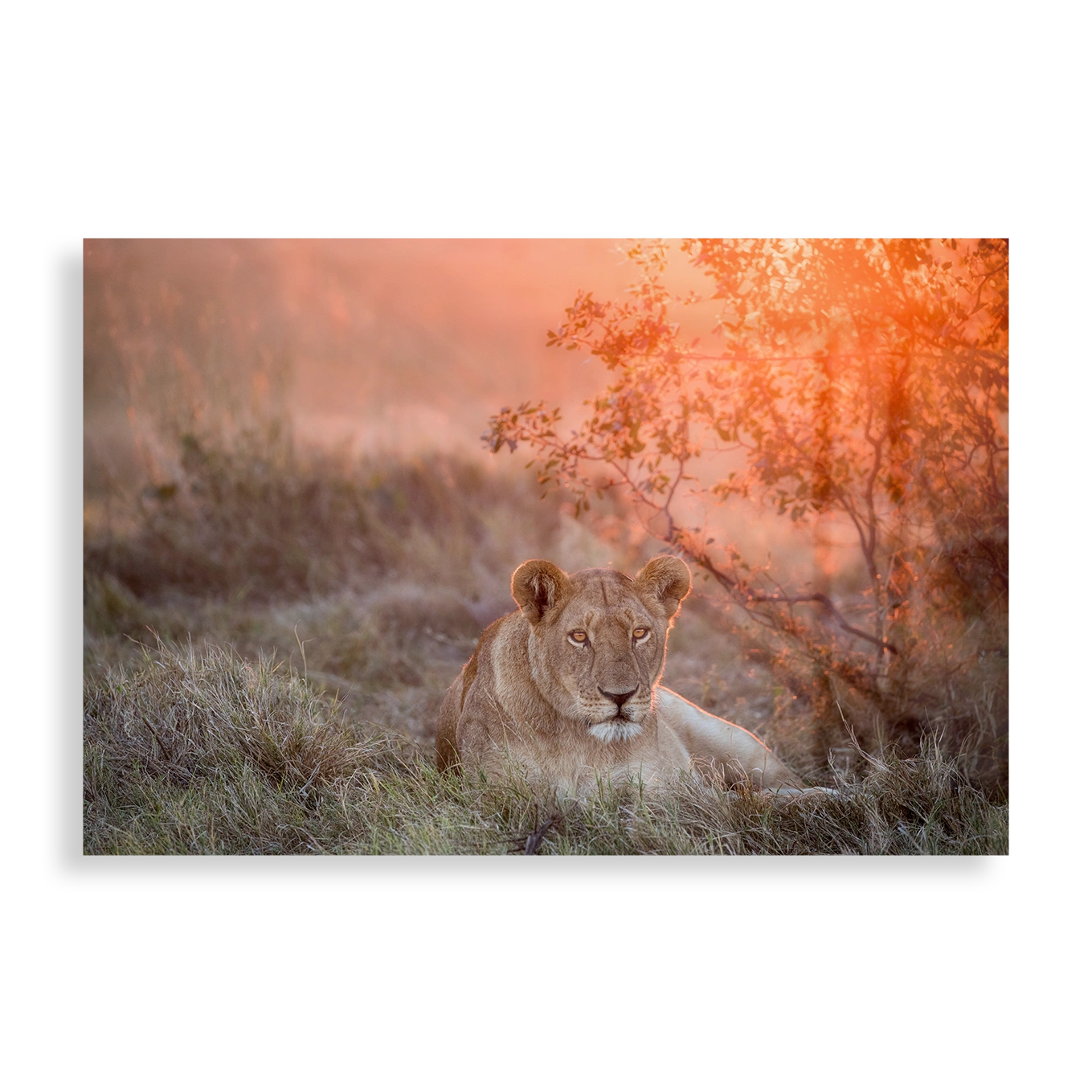 Sunset Lioness