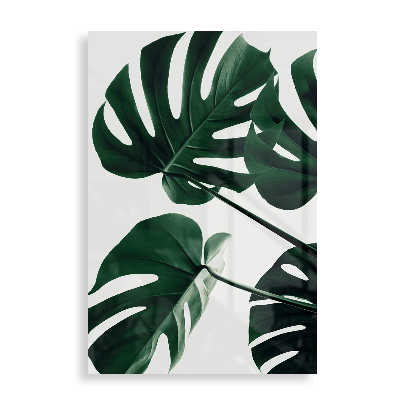 Monstera blade