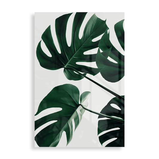 Monstera blade