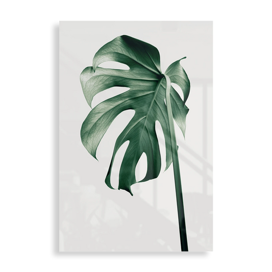 Monstera blad