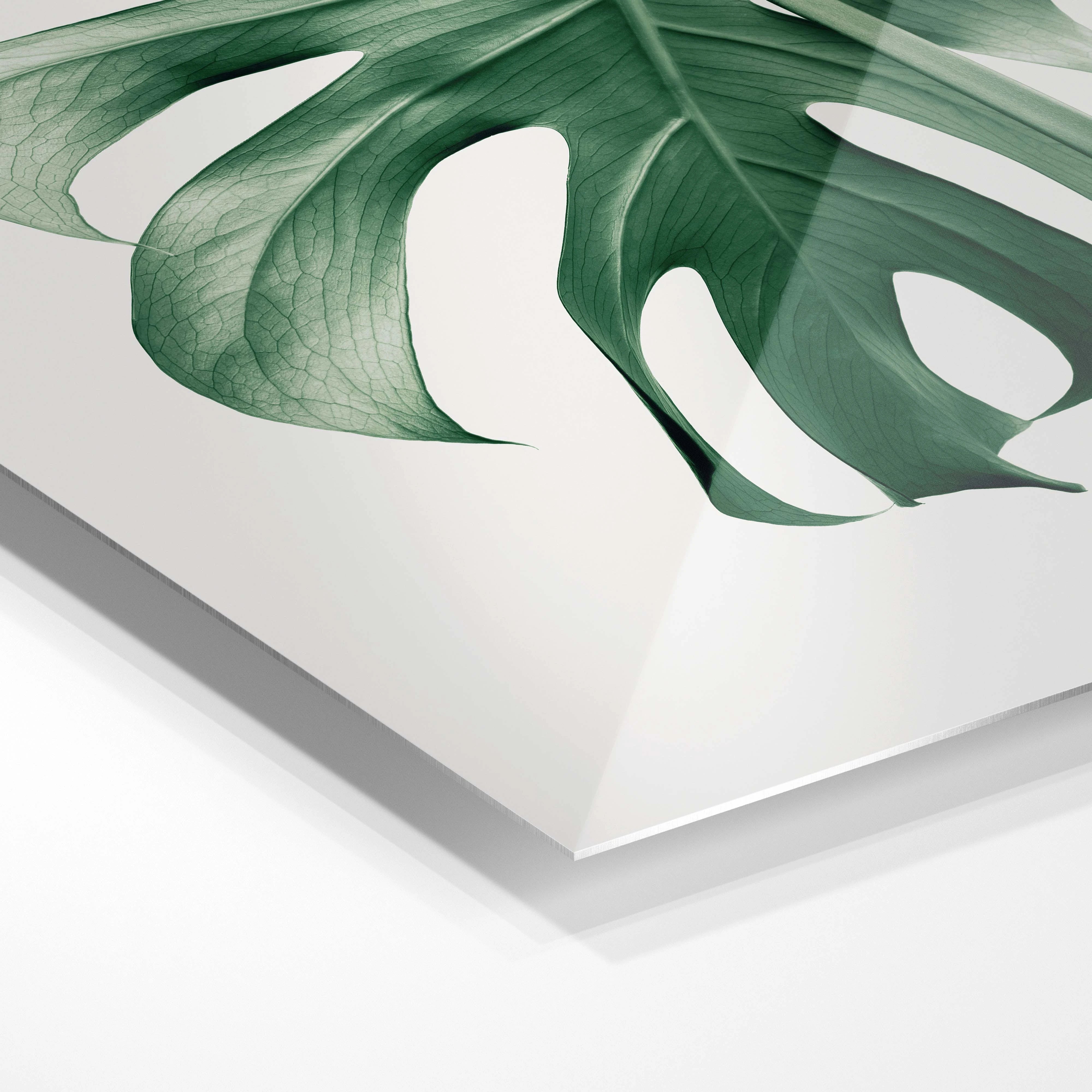 Monstera leaf
