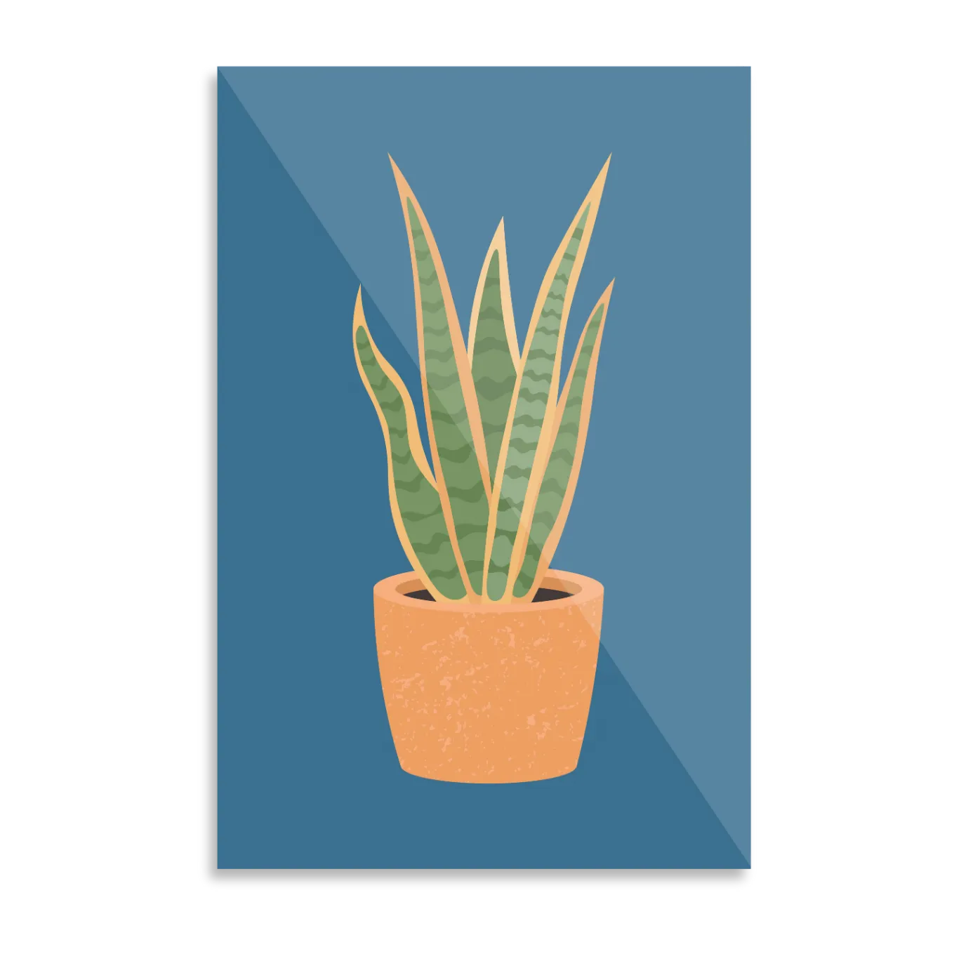 Bayonet plant in pot