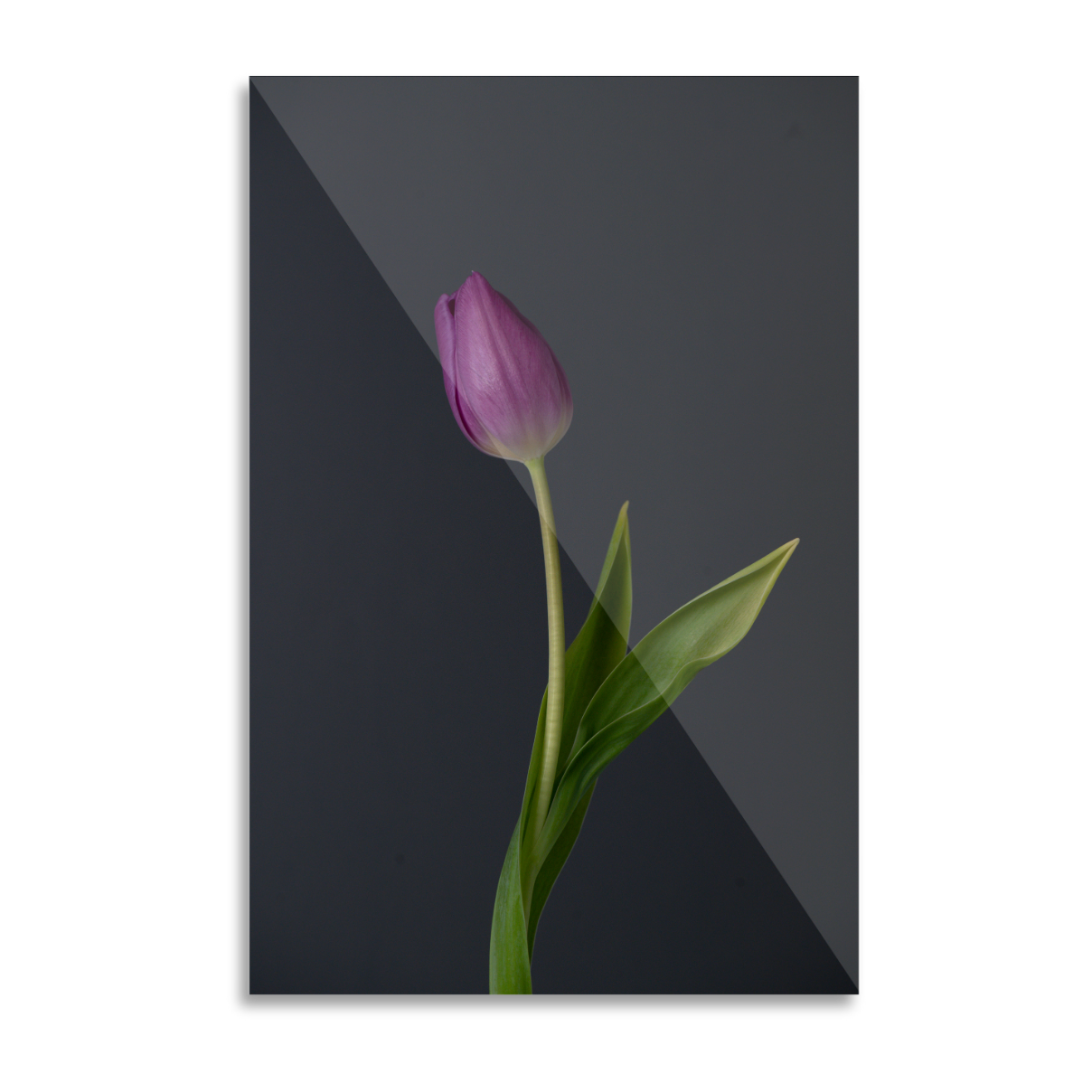 Purple tulip