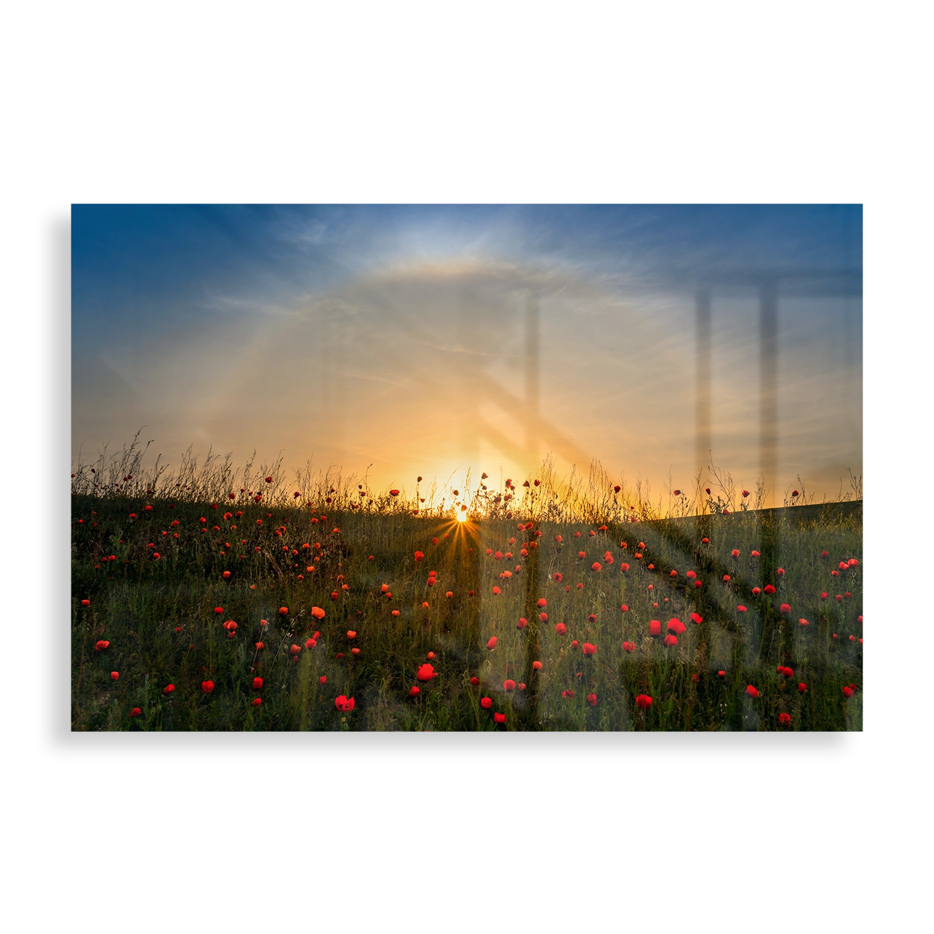 Beautiful meadow of poppies