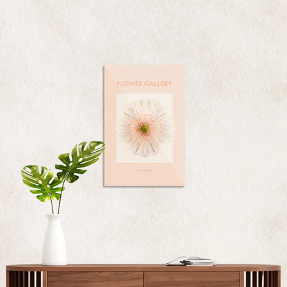 Peach afrikansk gerbera