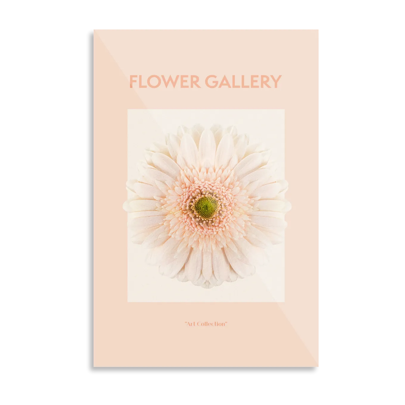 Peach afrikansk gerbera