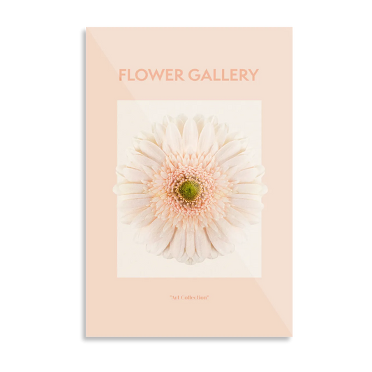 Peach afrikansk gerbera