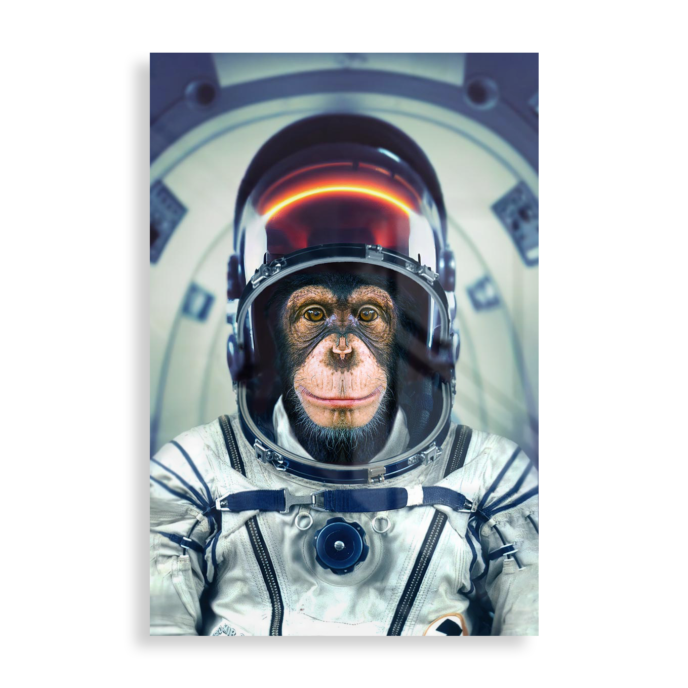 Astronaut monkey