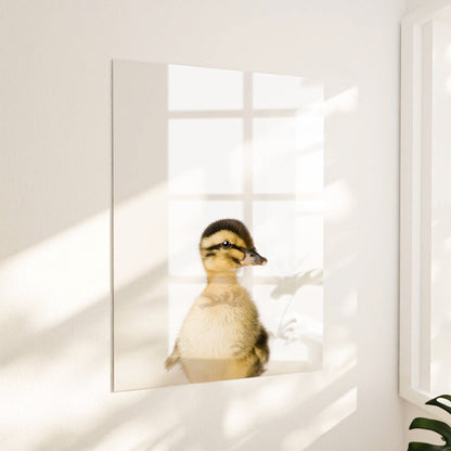 Baby Duck