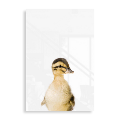 Baby Duck