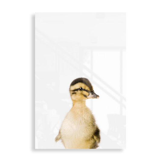 Baby Duck