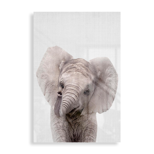 Little baby elephant