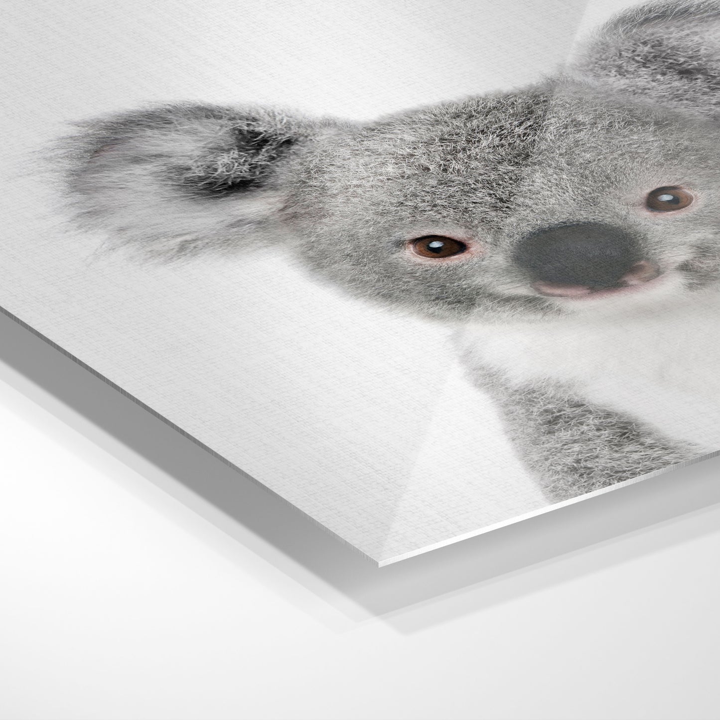 Sød koala