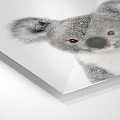 Sød koala