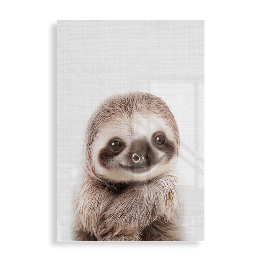 Little sloth young