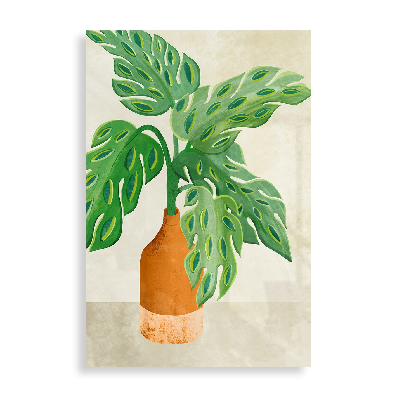 Monstera plant