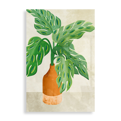 Monstera plant
