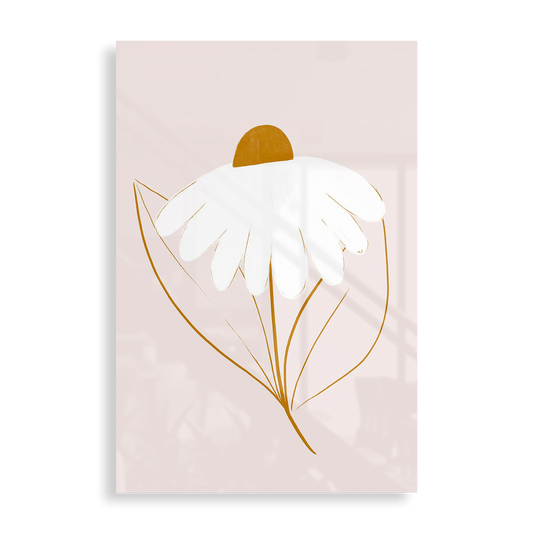 White daisy
