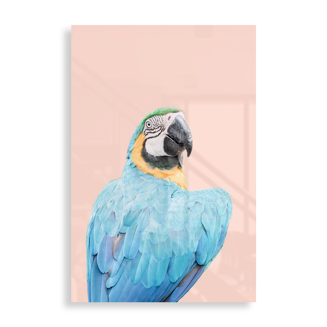 Blue Macaw