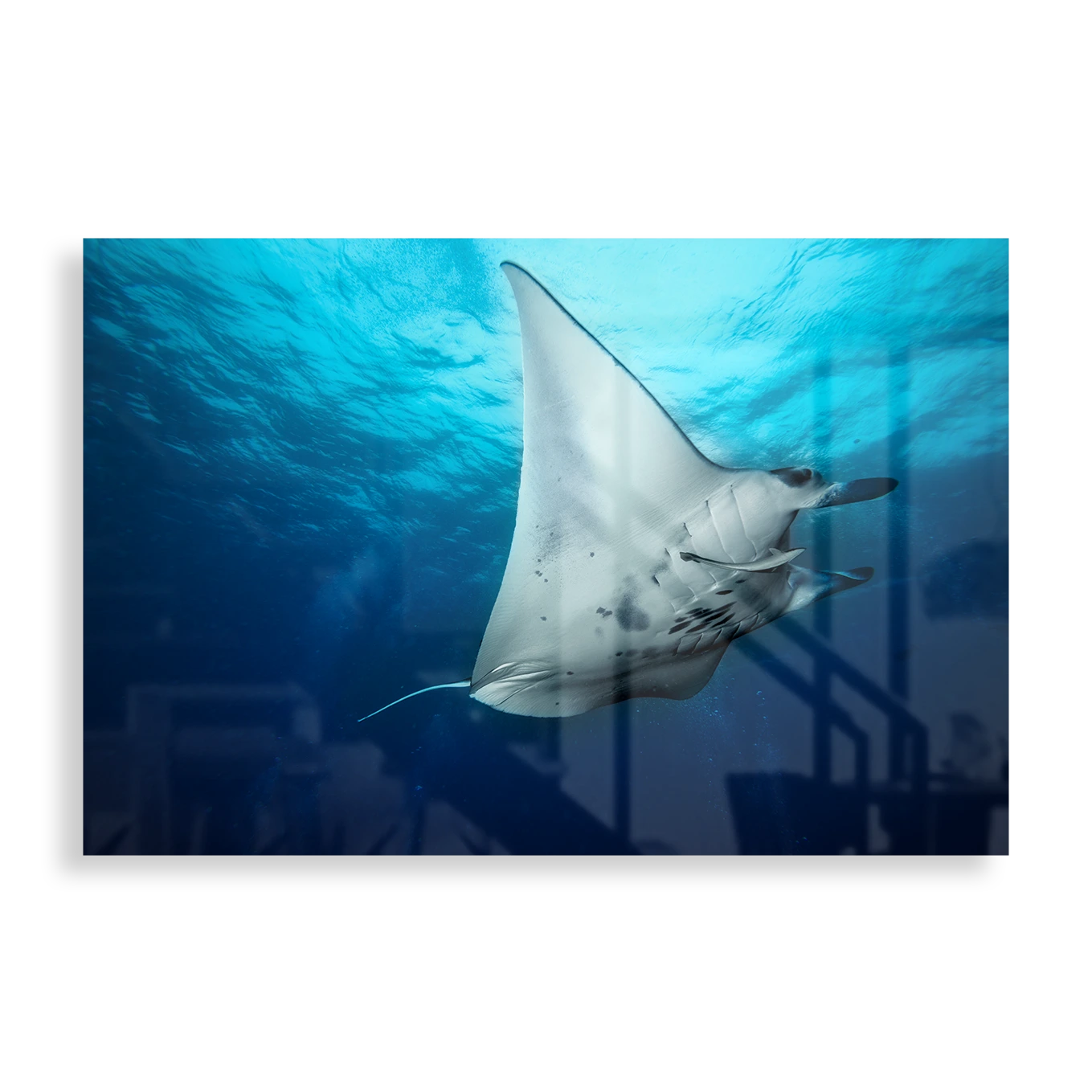 Manta ray
